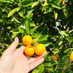 Mandalina reçeli1